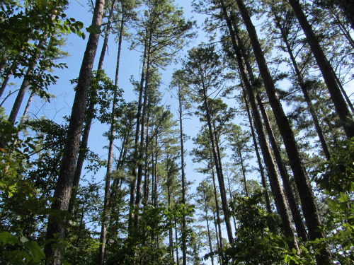 Sherwood Forest Camp - trees