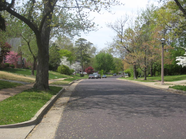 Spring trees - tree lined street in St. Louis MO