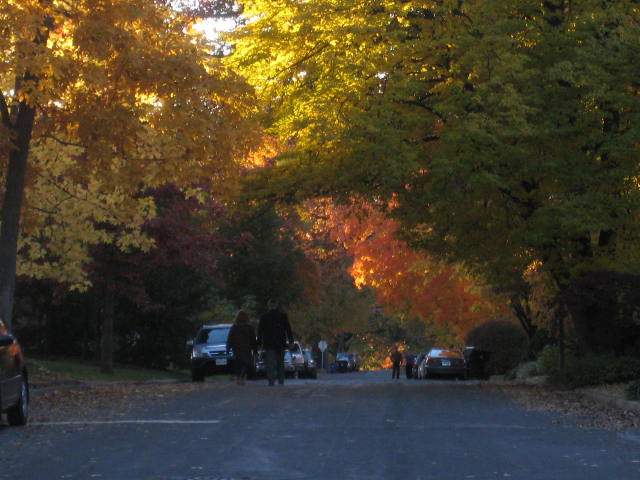 Fall autumn color trees - tree lined street in St. Louis MO