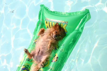 Go Swimming with the Dogs at University City’s Puppy Pool Party