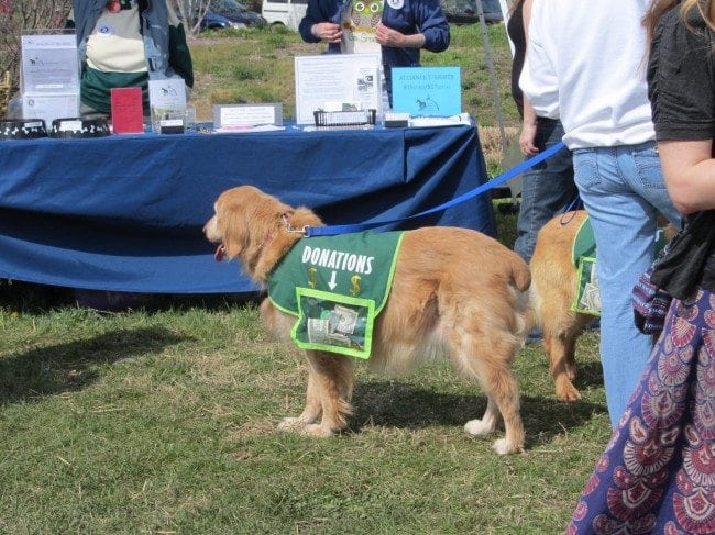 Dog Friendly Event - Earth Day St. Louis | Arch City Homes