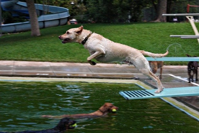 St. Louis Dog Events ~ Community Swimming Pool Parties - Arch City Homes