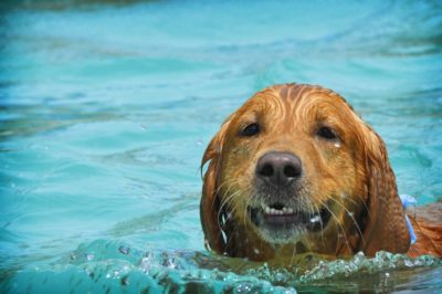 St. Louis Dog Events: Community Swimming Pool Parties