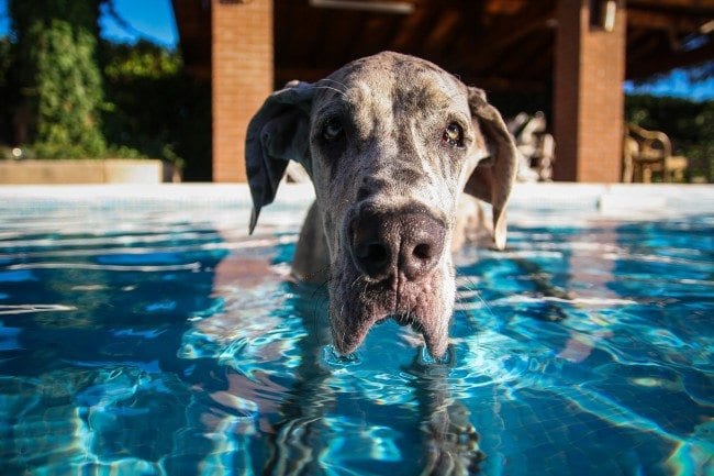 St. Louis Dog Events ~ Community Swimming Pool Parties - Arch City Homes