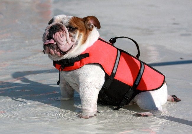 St. Louis Dog Events ~ Community Swimming Pool Parties - Arch City Homes