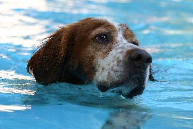 St. Louis Dog Events ~ Community Swimming Pool Parties - Arch City Homes