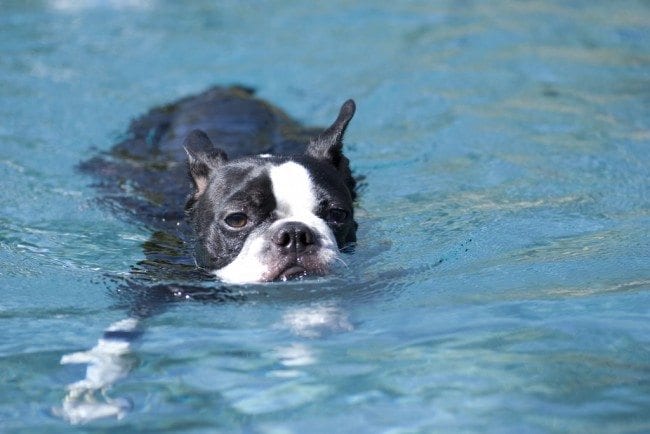 St. Louis Dog Events ~ Community Swimming Pool Parties - Arch City Homes