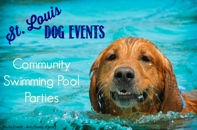 Dog swimming pool parties