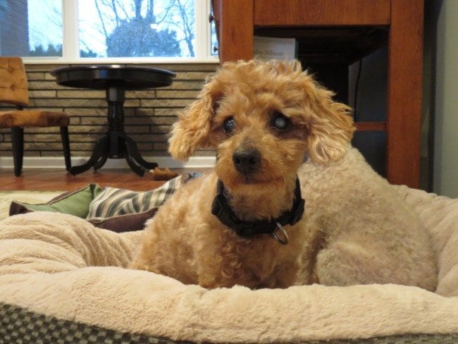 Forever Home Needed: Help Me Find Blind Benny the Poodle a Home