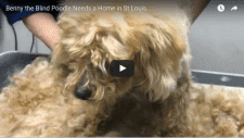 Karen's Foster Dog: Help Find Benny a St. Louis Home