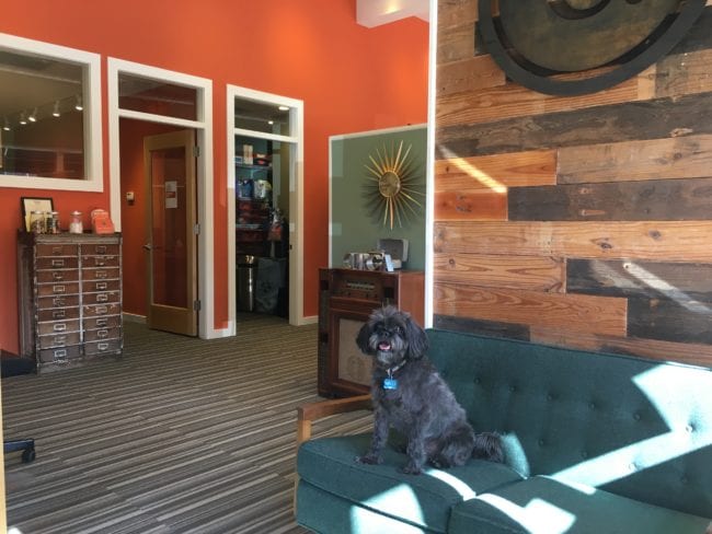 Circa Properties LOVES Dogs | Arch City Homes